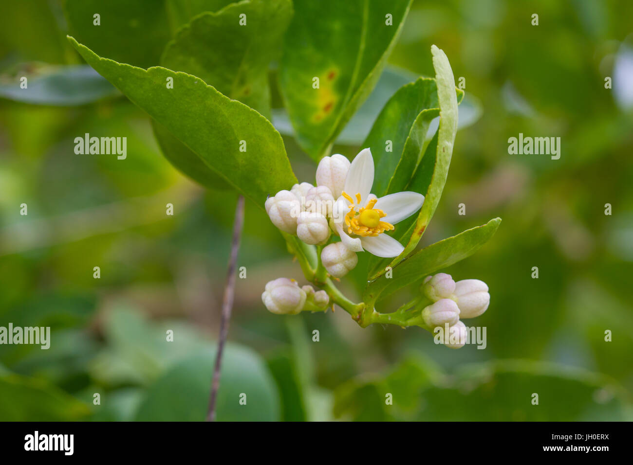 Blume der Bergamotte Früchte am Baum im Garten Stockfoto