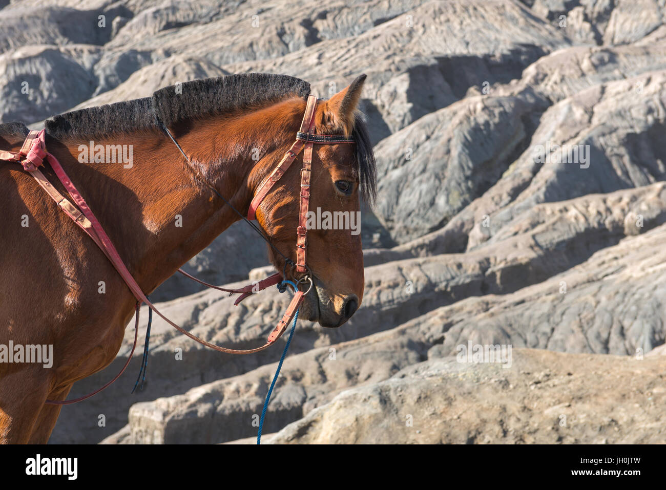 Pferd auf Mount Bromo Vulkan (Gunung Bromo) am Bromo Tengger Semeru Nationalpark, Ost-Java, Indonesien. Stockfoto