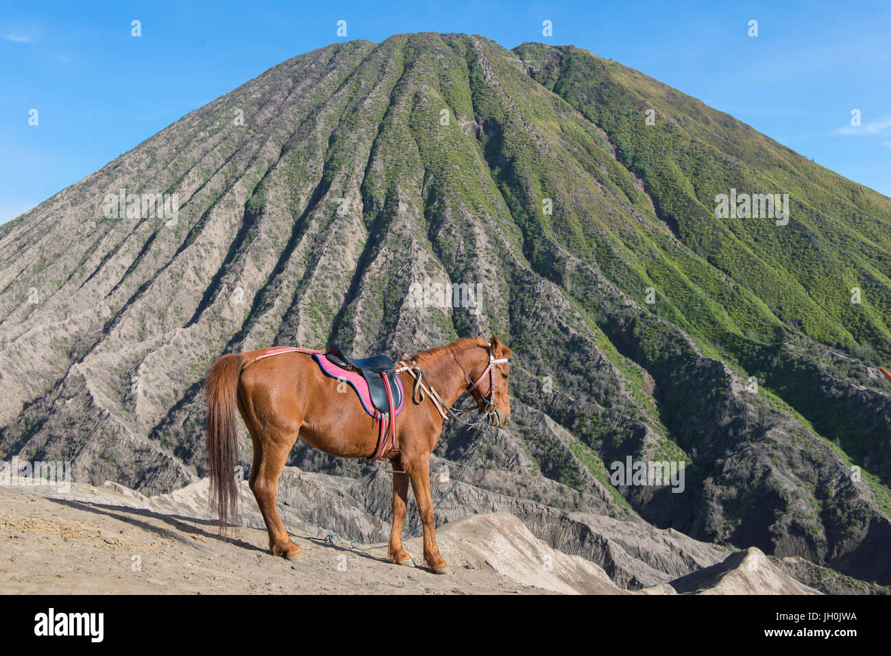 Pferd auf Mount Bromo Vulkan (Gunung Bromo) am Bromo Tengger Semeru Nationalpark, Ost-Java, Indonesien. Stockfoto