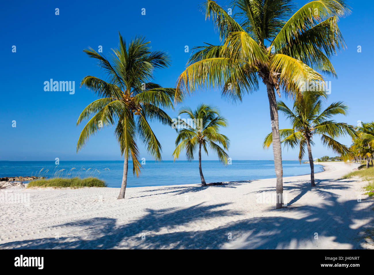 Tropische Palmen an sauberen, weißen Sandstrand Smathers in Key West Stockfoto