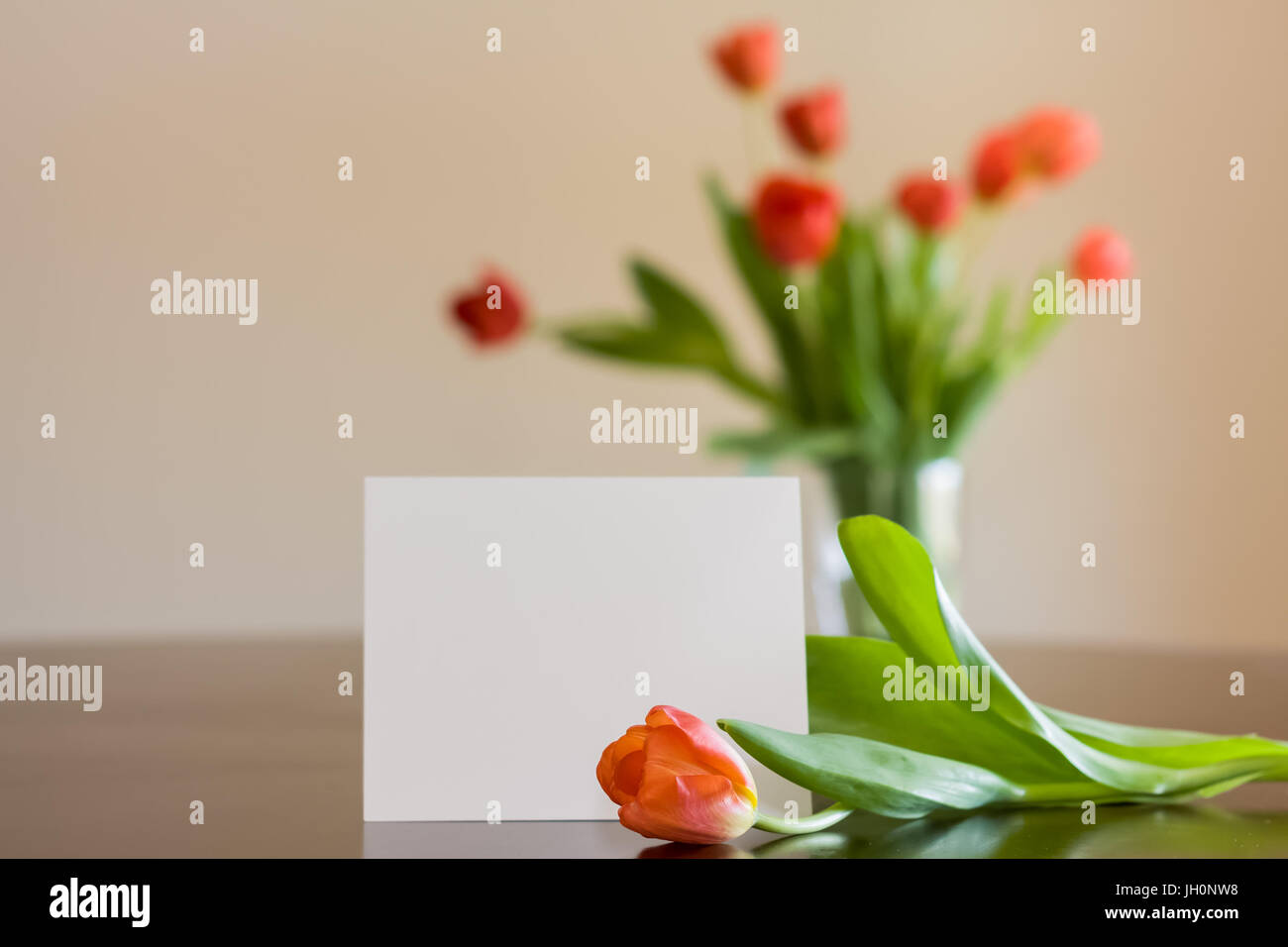 Tulpen sitzen im Hintergrund verschwommen, mit einer einzigen im Fokus-Tulpe ruht auf einem Tisch vor einem leeren Karteikarte. Stockfoto