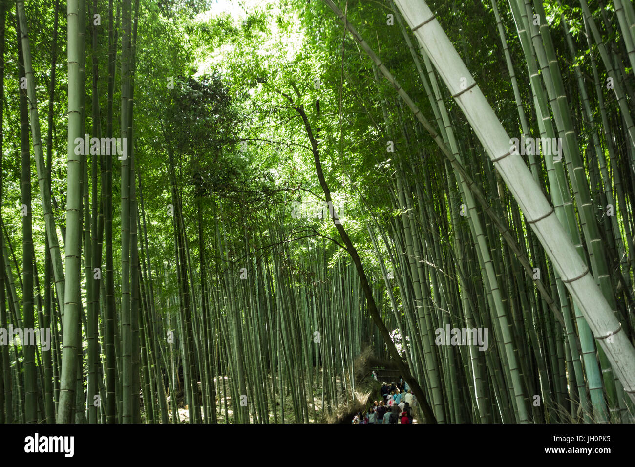 Riesenbambus, Hain, Wald-Kyoto Stockfoto