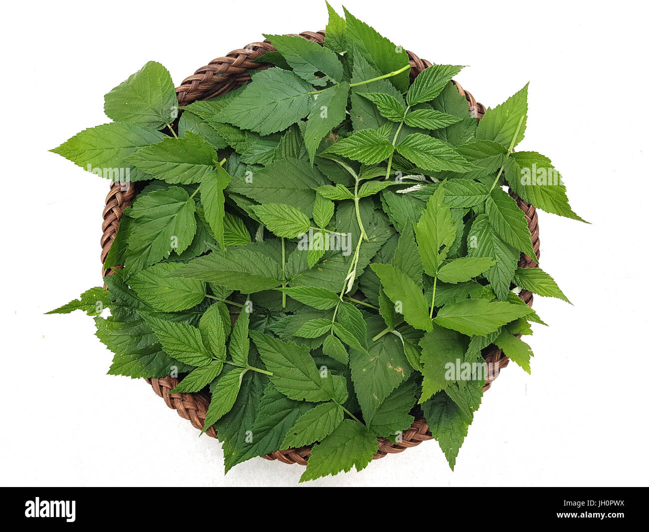 Himbeerblaetter, Rubus, Idaeus, Himbeerblatt Stockfoto