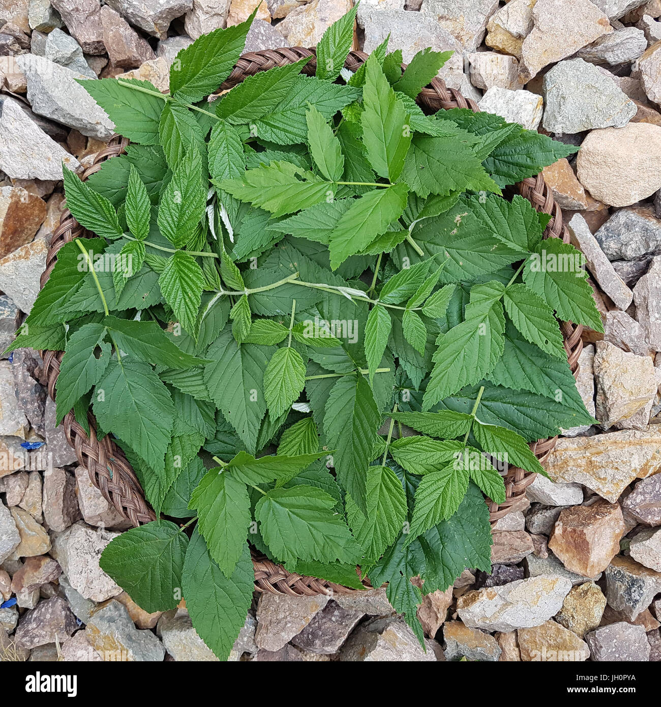 Himbeerblaetter, Rubus, Idaeus, Himbeerblatt Stockfoto