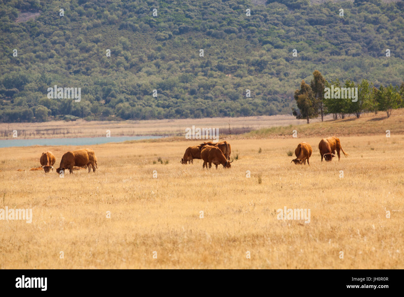 Rinder grasen auf den Ebenen von La-Mancha auf der Castilla-La-Macncha Region in Zentralspanien Stockfoto