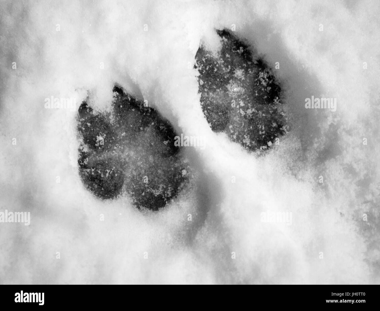 Hund-Fußabdruck im Schnee Stockfoto