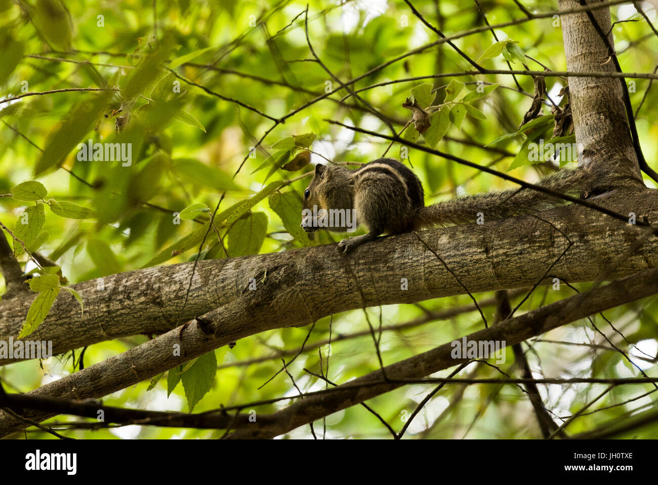 Indische Palm Eichhörnchen (drei gestreiften Palm Eichhörnchen) (Funambulus Palmarum) Essen auf Baum im Kabini, Karnataka, Indien Stockfoto
