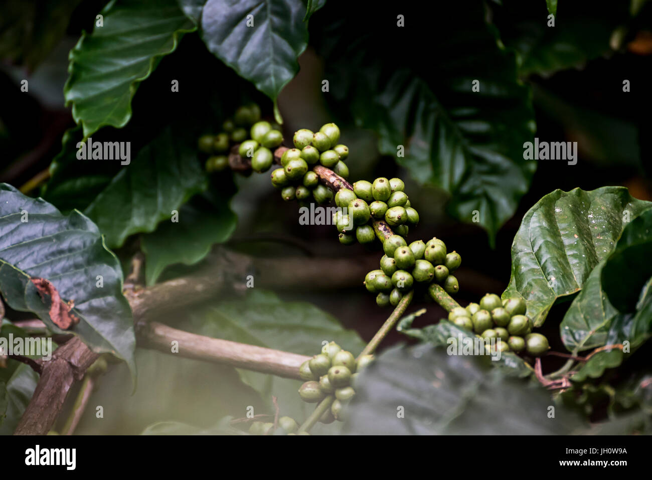 Kaffeeplantage in Coorg Karnataka Indien Stockfoto