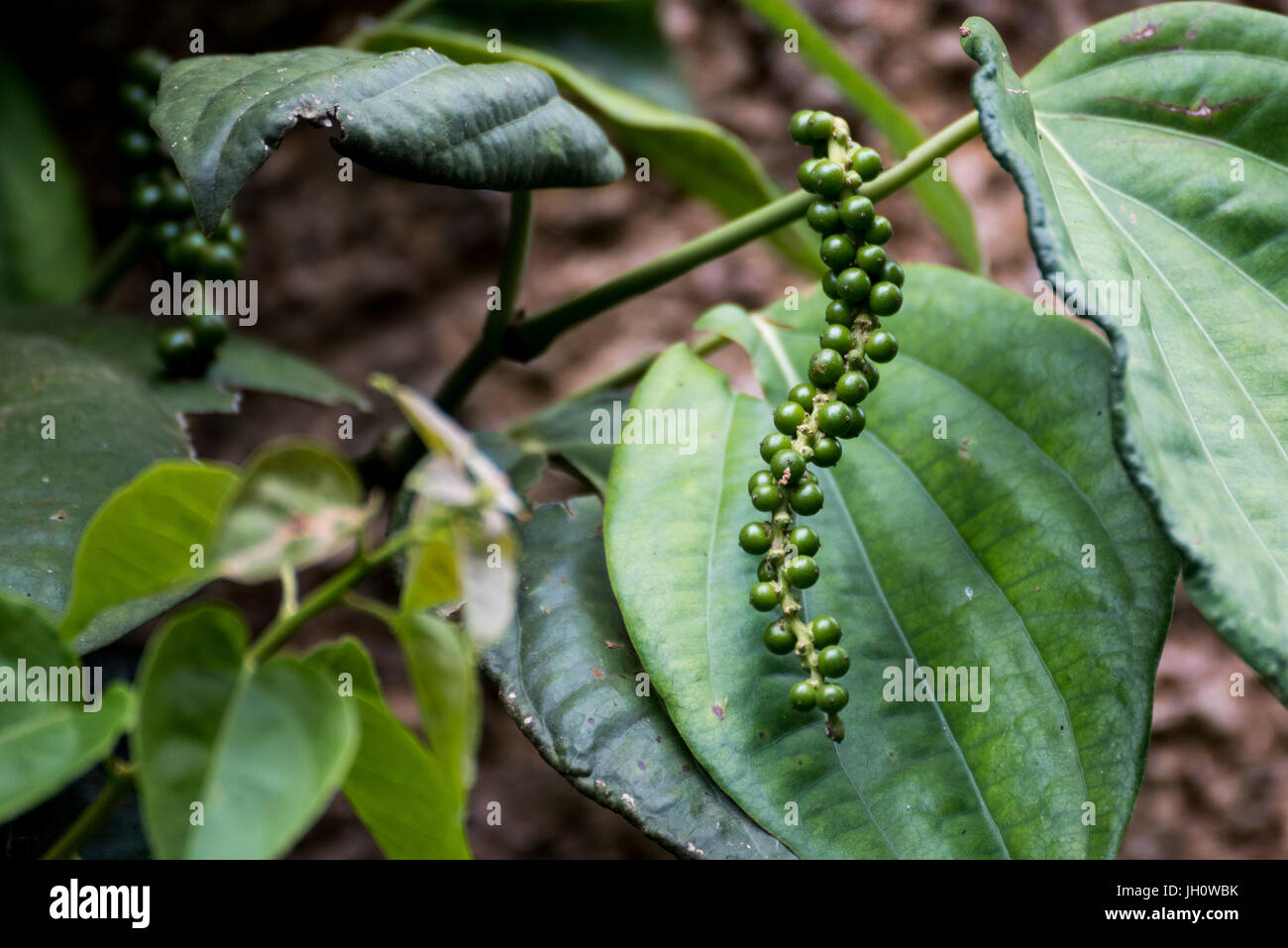 Unreife Steinfrüchte von schwarzem Pfeffer, grüner Pfeffer Plantage in Coorg, Karnataka, Indien Stockfoto