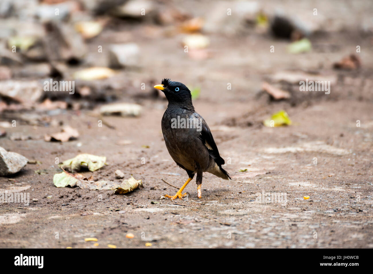 Dschungel Myna der south Indian Rennen zeigen blaue Iris - Acridotheres fuscus Stockfoto