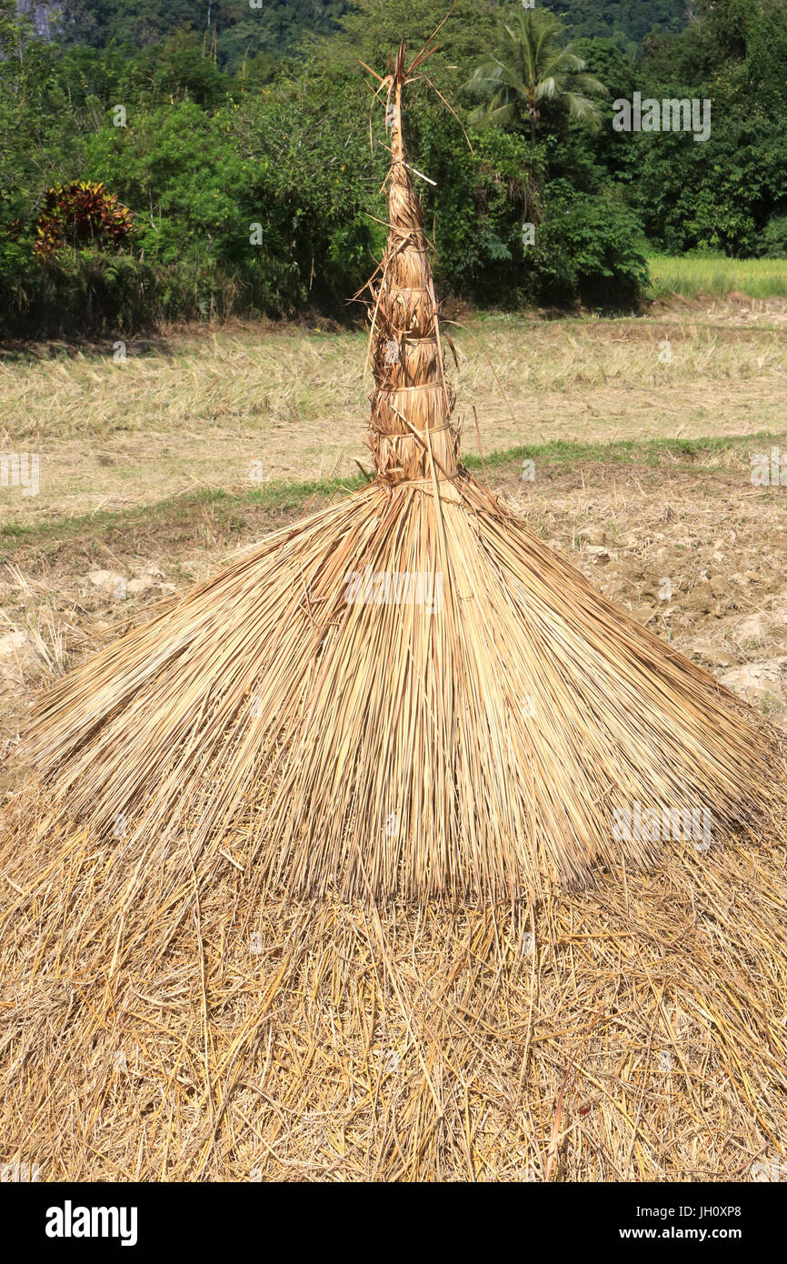 Landwirtschaft. Reisfeld nach der Ernte. Laos. Stockfoto