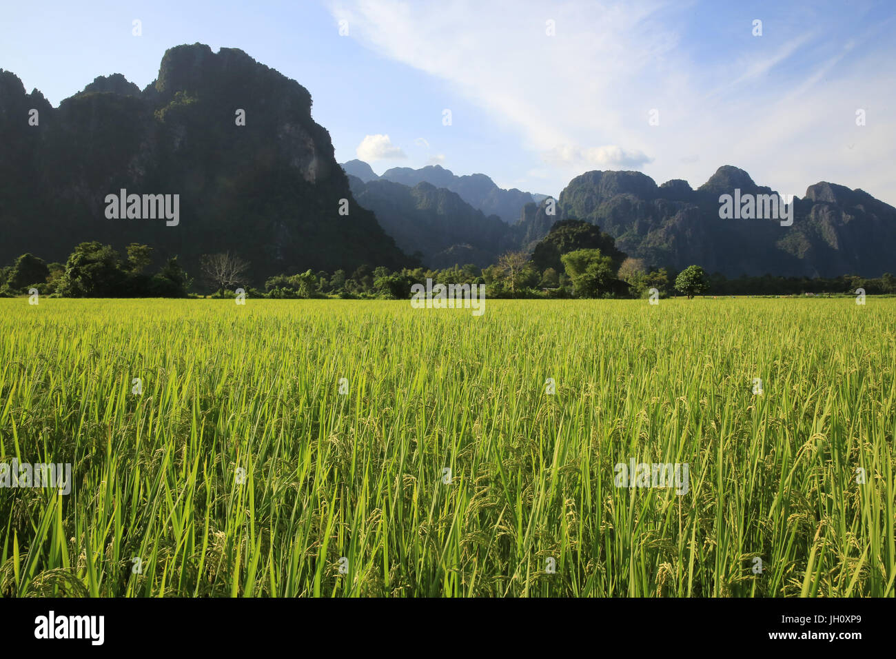 Landwirtschaft. Nahaufnahme der Reisanbau in einem Reisfeld. Laos. Stockfoto