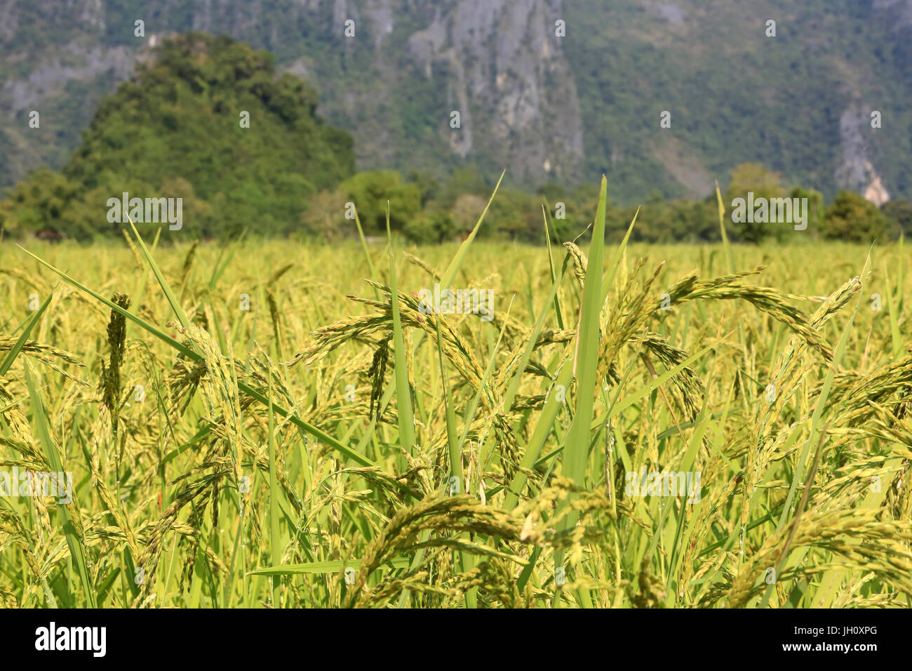 Landwirtschaft. Nahaufnahme der Reisanbau in einem Reisfeld. Laos. Stockfoto