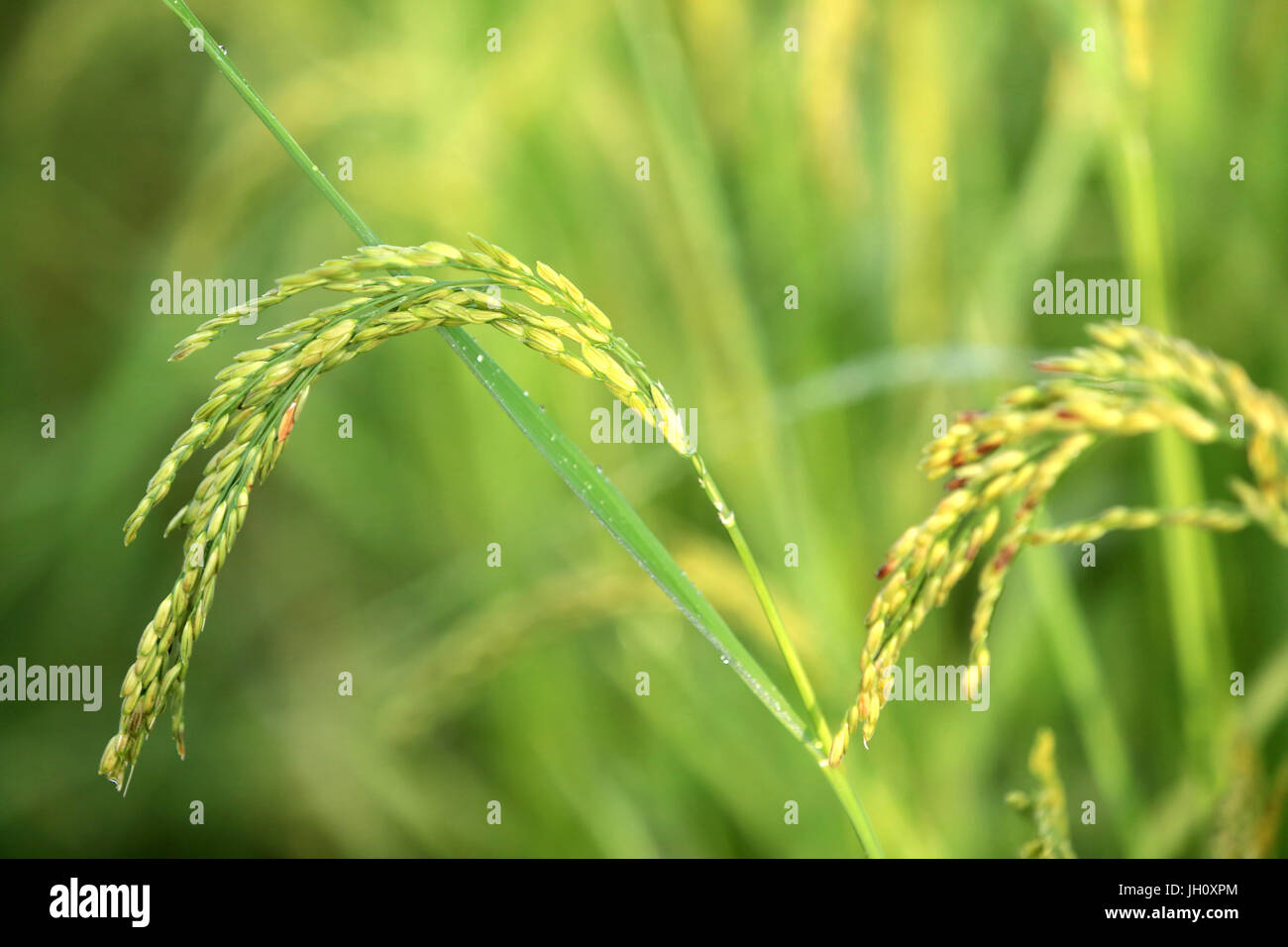 Landwirtschaft. Nahaufnahme der Reisanbau in einem Reisfeld. Laos. Stockfoto