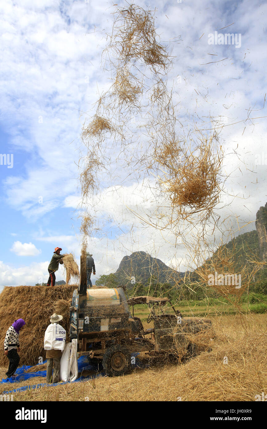 Landwirtschaft. Reisfeld. Lao Bauern ernten Reis in ländlichen Landschaft. Laos. Stockfoto
