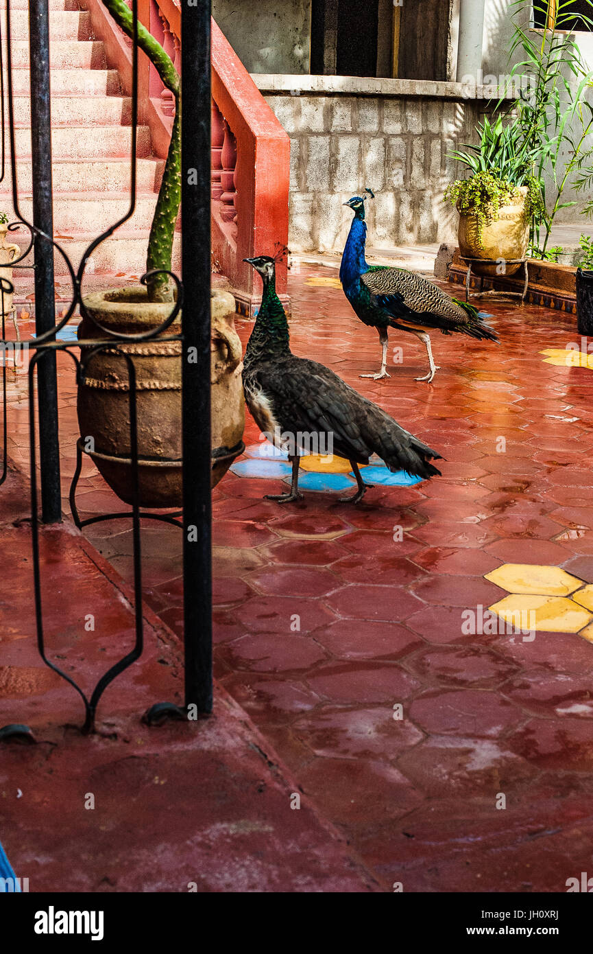 Schöne Pfau auf der Terrasse in Zagora gr, Marokko Stockfoto