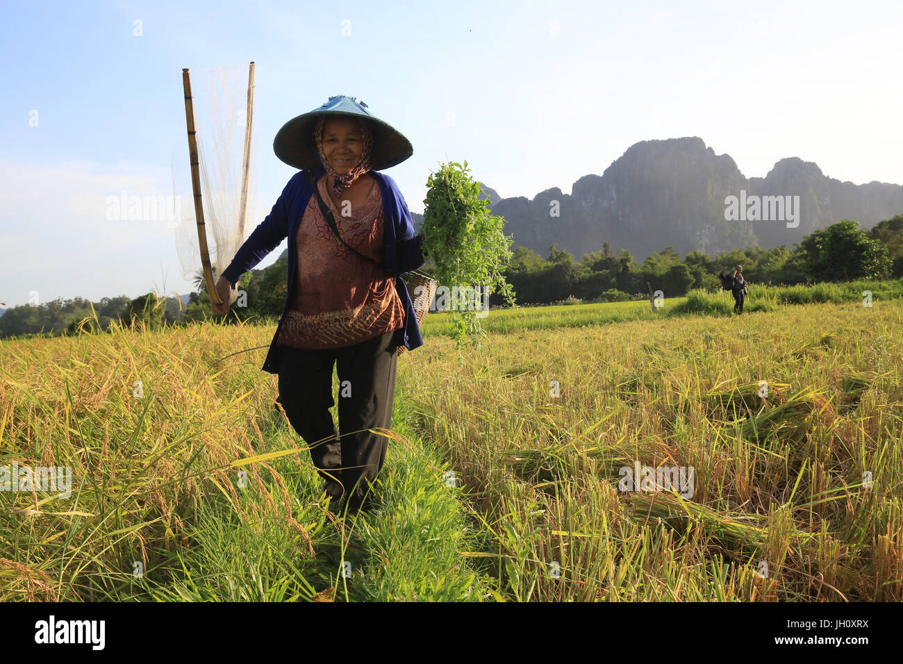 Landwirt arbeiten in Reisfeldern in ländlichen Landschaft. Laos. Stockfoto