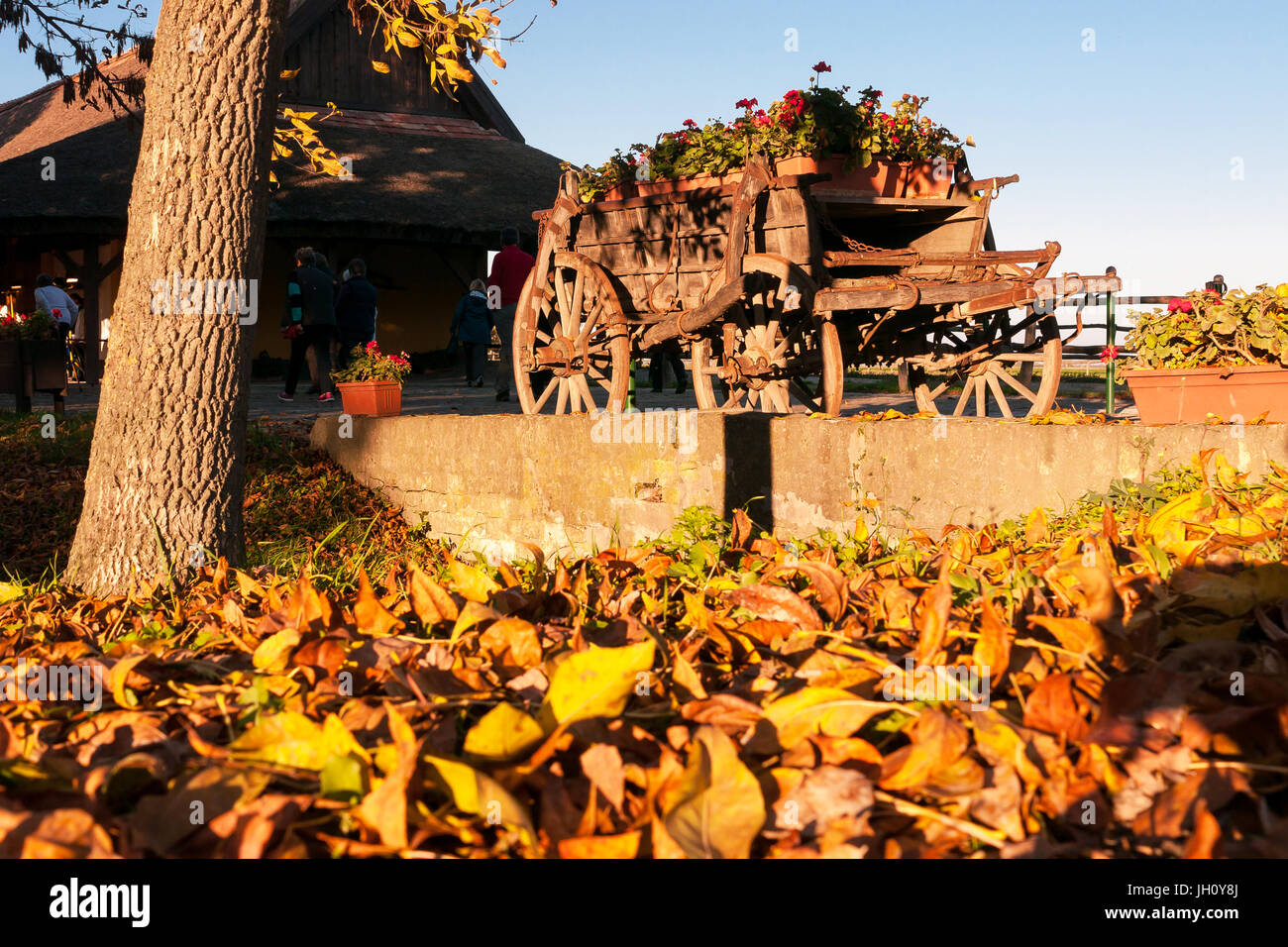 Herbstfärbung mit einem alten Display Bauernhof Wagen voller Blumen-Stream in einem traditionellen Bauernhof in Kalocsa, Ungarn Stockfoto