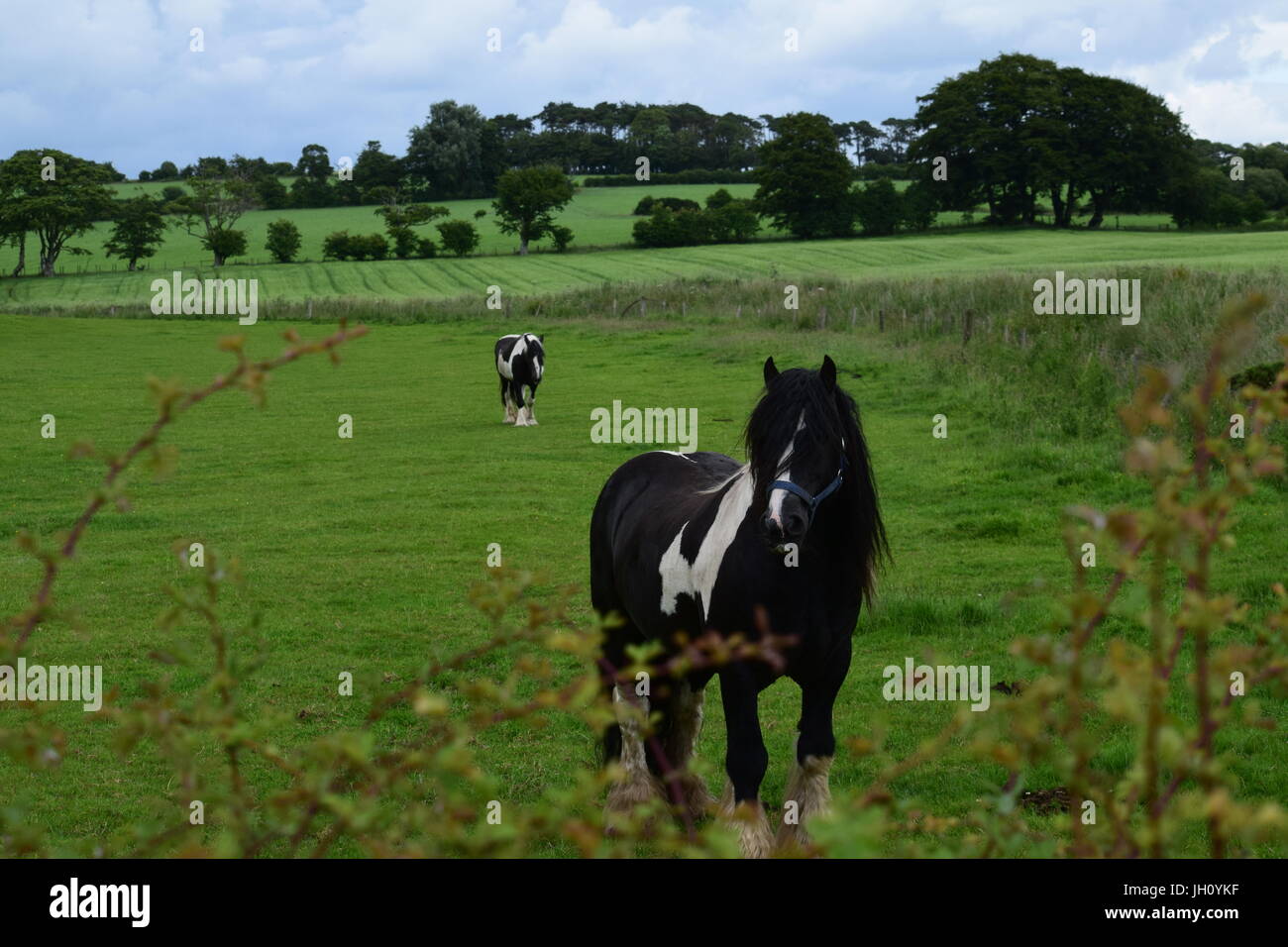 Schwarz / weiß-Pferd Stockfoto
