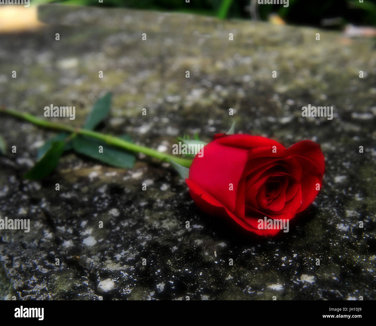 ROTE ROSE AUF ERDE, SYMBOL FÜR LIEBE, ROSE, ROT ROSA Stockfoto