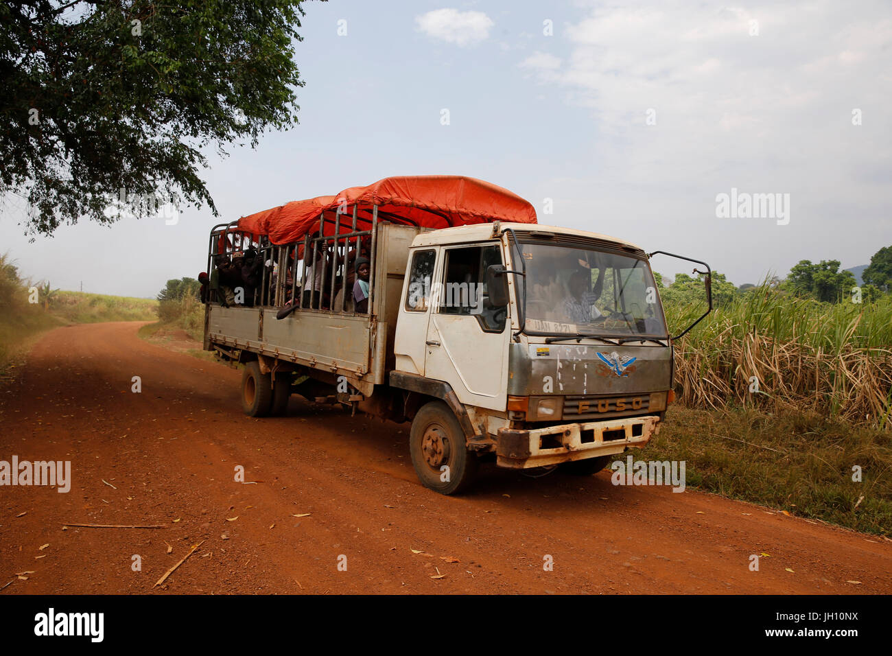Zuckerrohr-Arbeiter transportieren LKW. Uganda. Stockfoto
