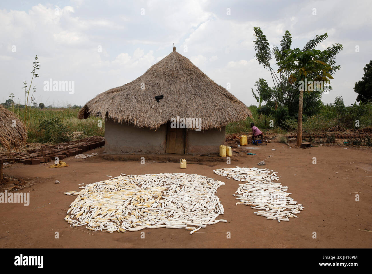 Haus und Maniok. Uganda. Stockfoto