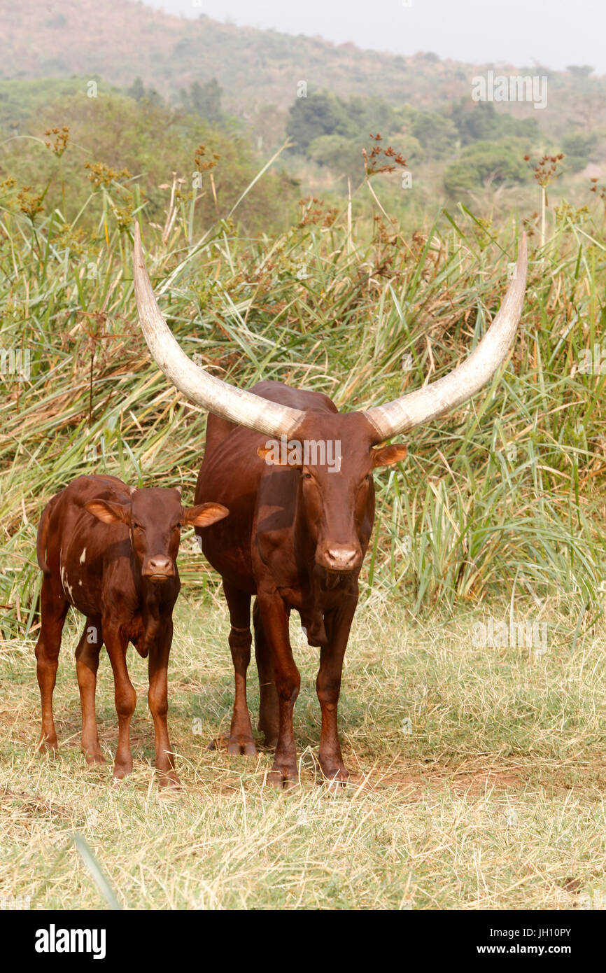 Kuh und Kalb. Uganda. Stockfoto