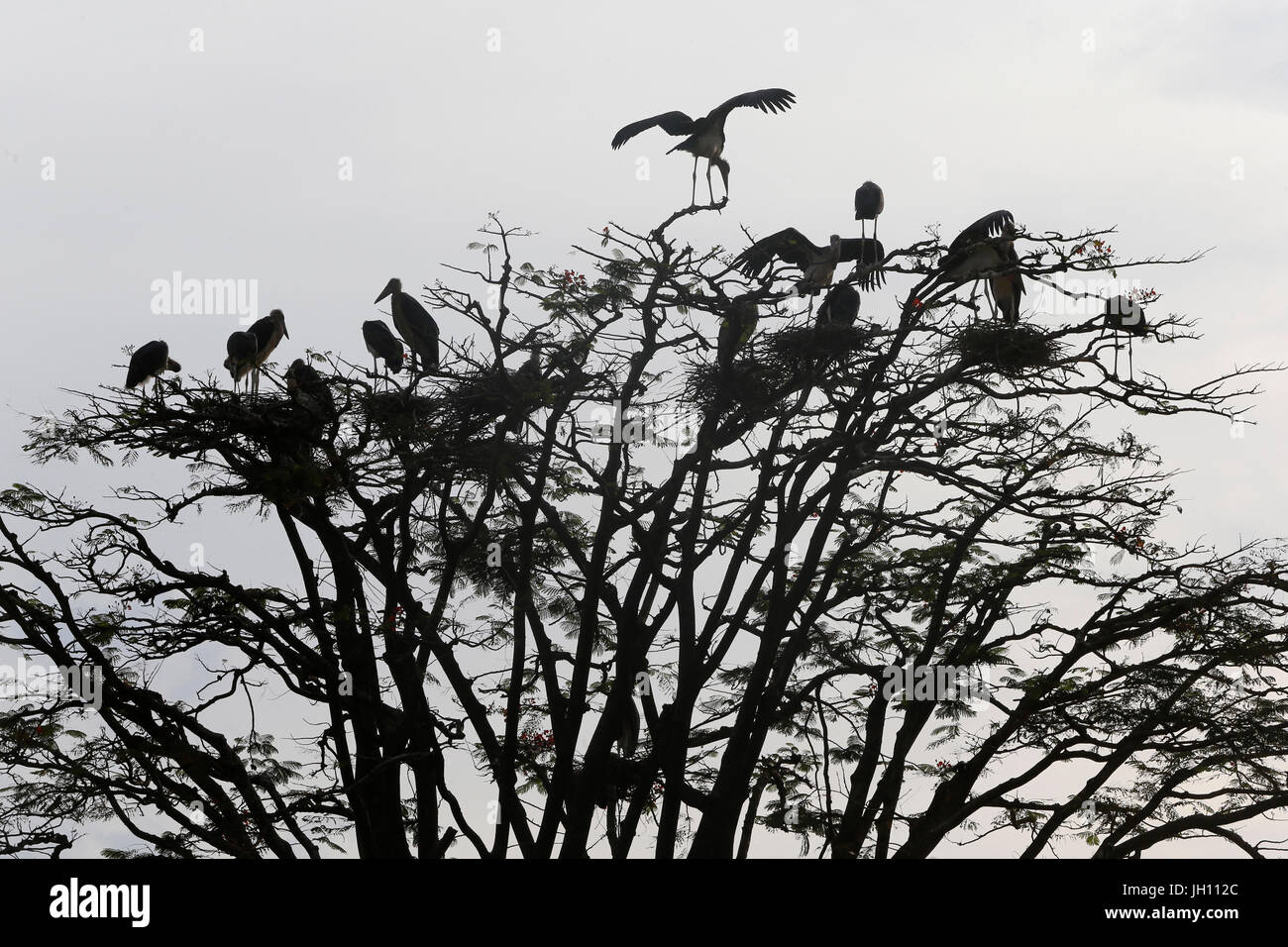 Vögel nisten über einen Baum. Uganda. Stockfoto
