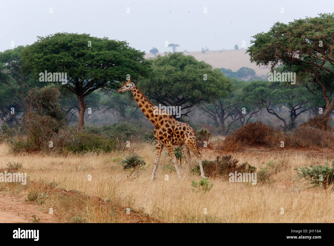 Giraffe im Murchison Nationalpark. Uganda. Stockfoto