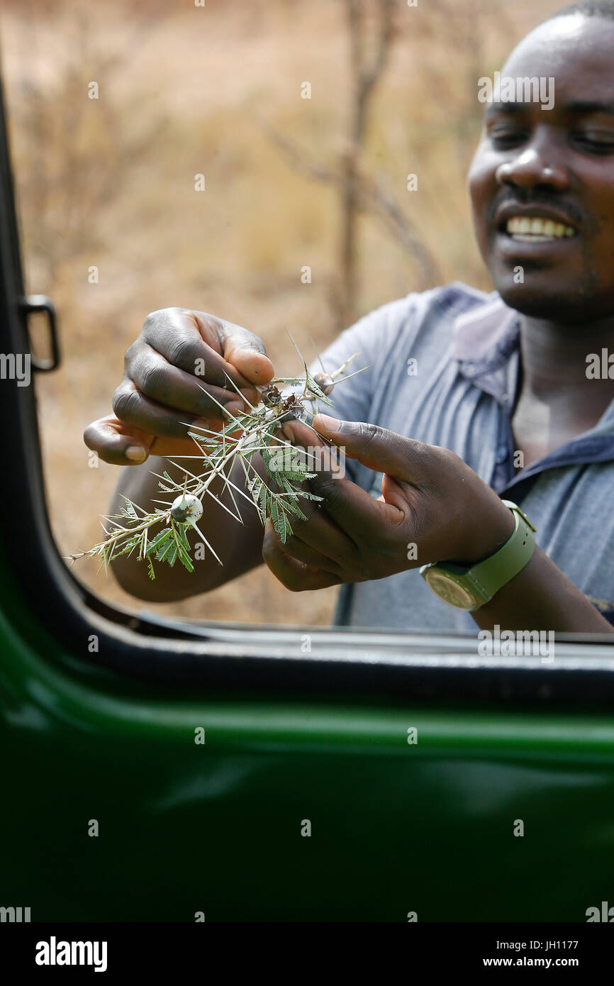 In Murchison Nationalpark führen. Uganda. Stockfoto