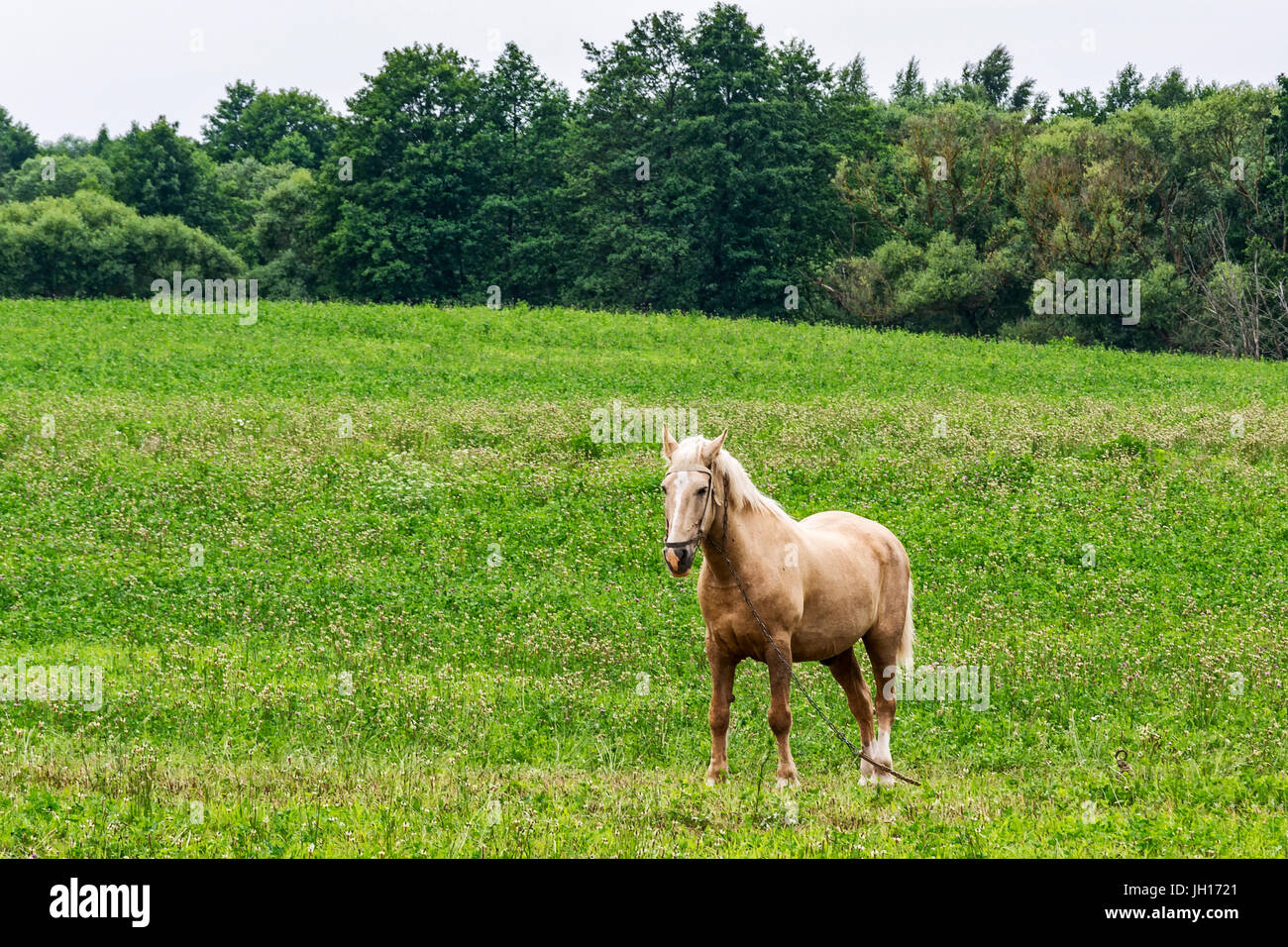 Ein Pferd auf einer Kette gefesselt steht in einem Feld mit grünen Rasen Stockfoto