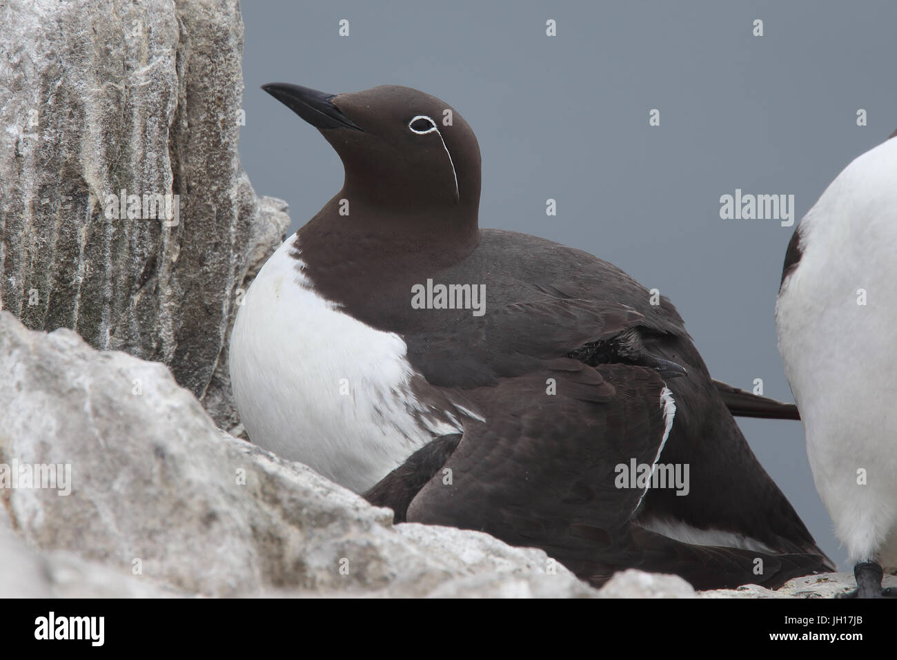 Guillemot, (Common Murre, Uria Aalge), "gezügelt" Form, Eltern und Jugendlichen geschützt unter Flügel, Farne Islands, Northumbria, England, UK. Stockfoto