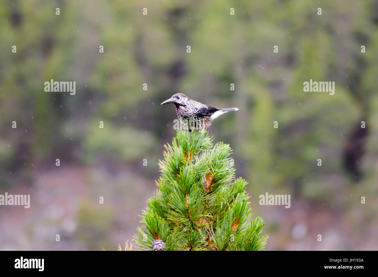 Vogel mit einem großen Schnabel posiert auf einem Zweig der Tanne in den Bergen von Österreich Stockfoto