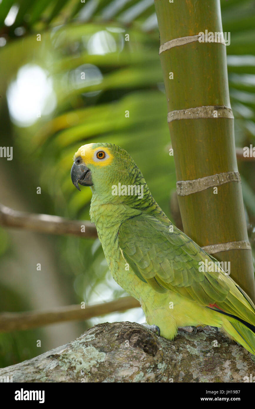 Papagei, Amazon Aestiva, Ilha Do Mel, Encantadas, Paraná, Brasilien Stockfoto