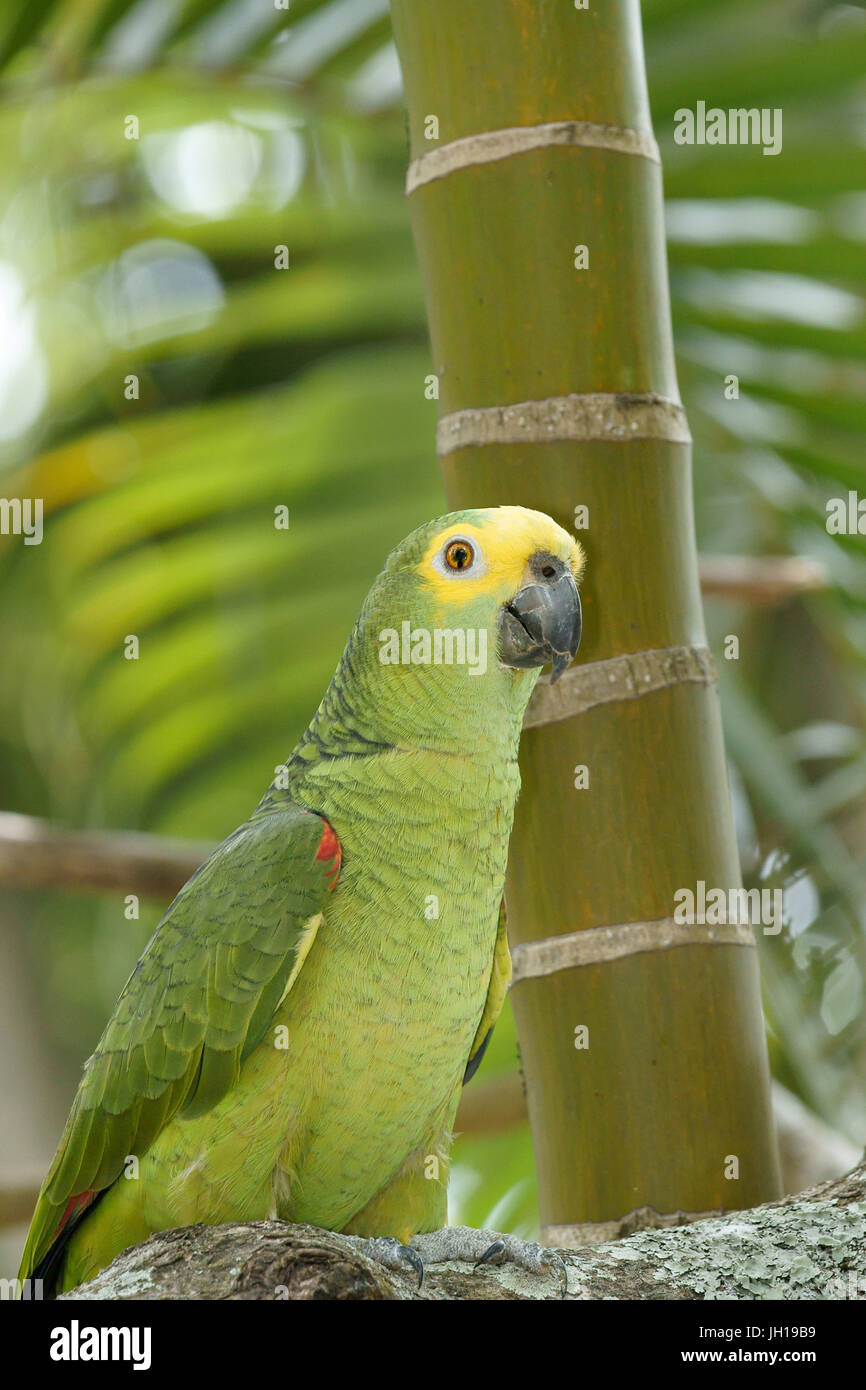 Papagei, Amazon Aestiva, Ilha Do Mel, Encantadas, Paraná, Brasilien Stockfoto