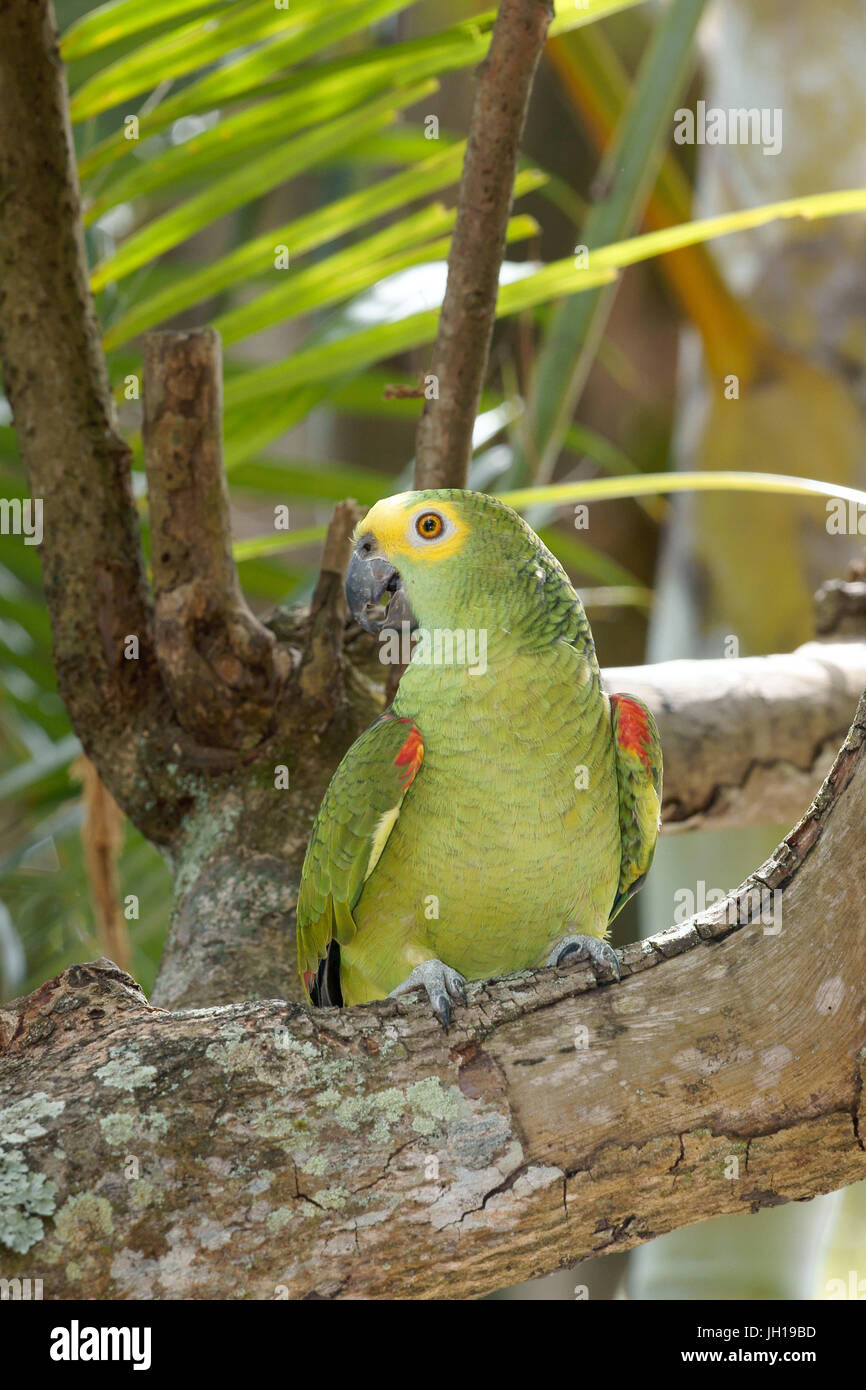 Papagei, Amazon Aestiva, Ilha Do Mel, Encantadas, Paraná, Brasilien Stockfoto