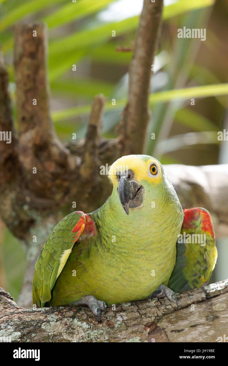 Papagei, Amazon Aestiva, Ilha Do Mel, Encantadas, Paraná, Brasilien Stockfoto