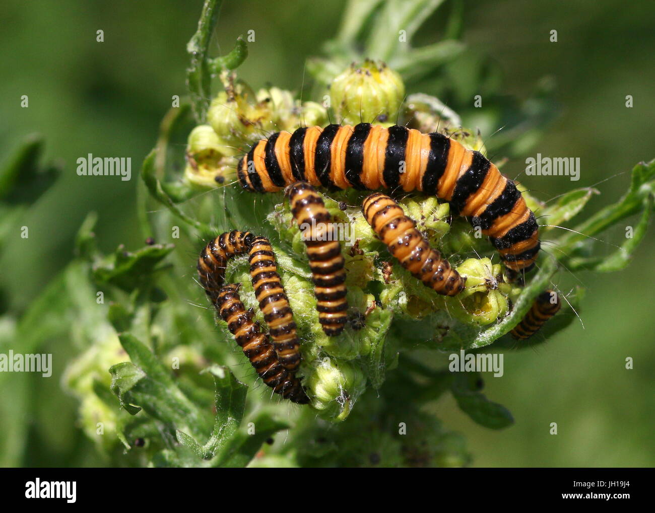 Viele der gelben und schwarzen Raupen des Europäischen Cinnabar Moth (Tyria Jacobaeae) ernähren sich von gemeinsamen Kreuzkraut. Stockfoto