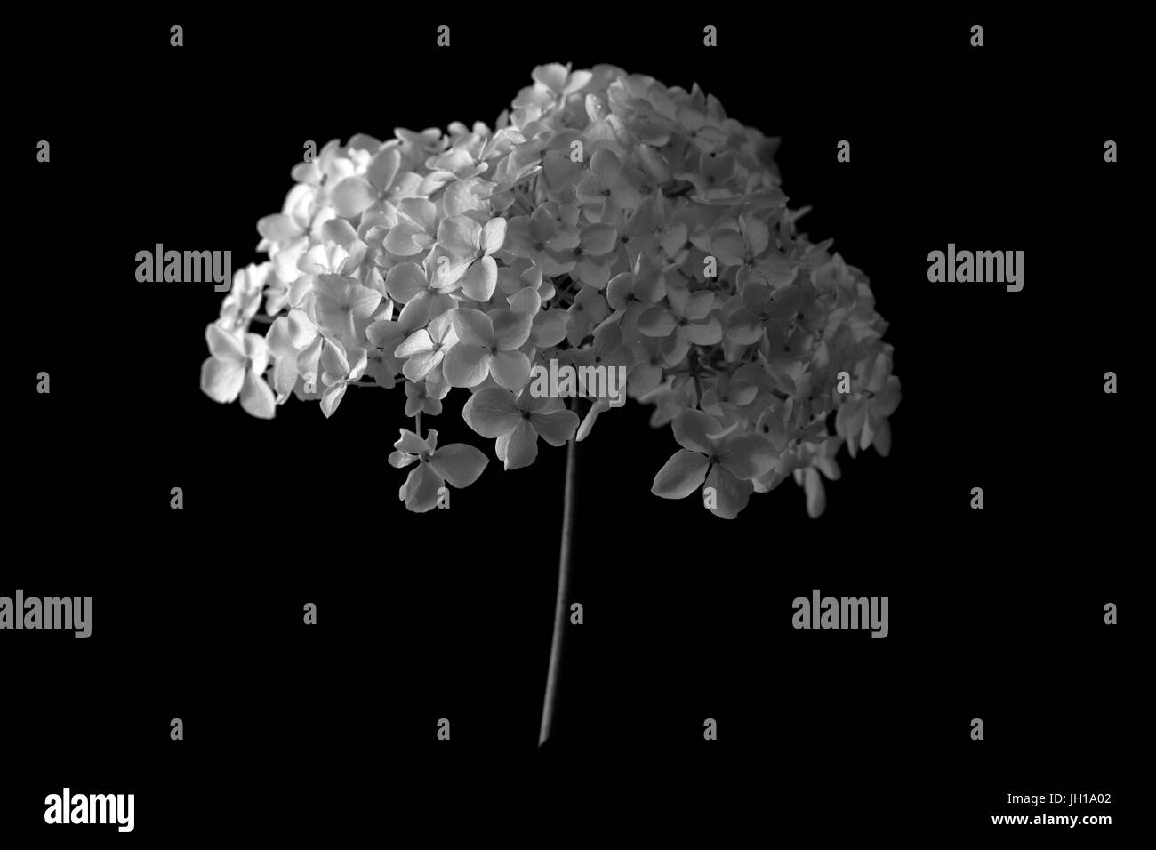 Studium der Hortensie Anabellle hautnah. Stockfoto