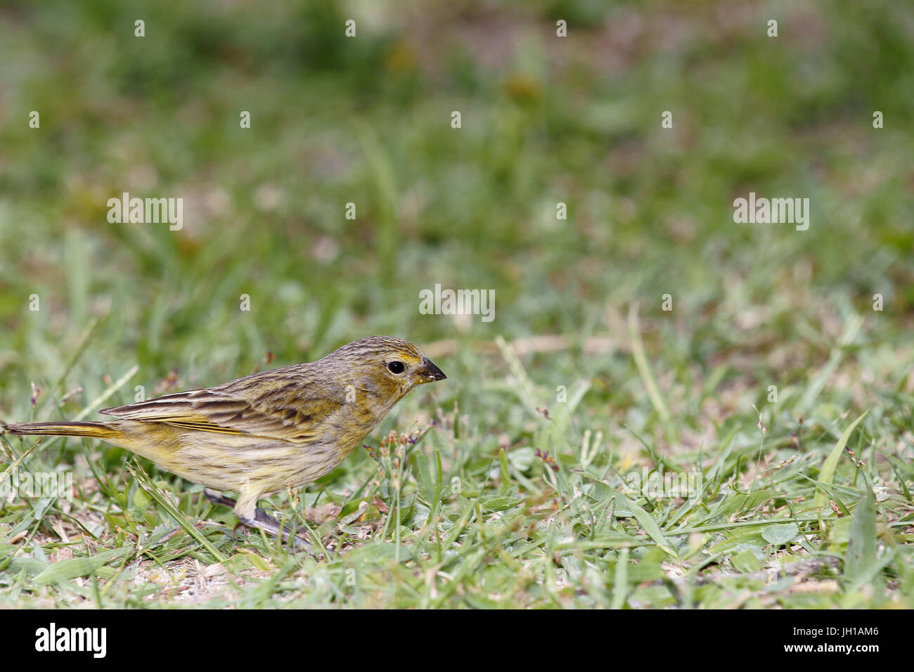 Vogel, Canario-da-Terra, Ilha Do Mel, Encantadas, Paraná, Brasilien Stockfoto