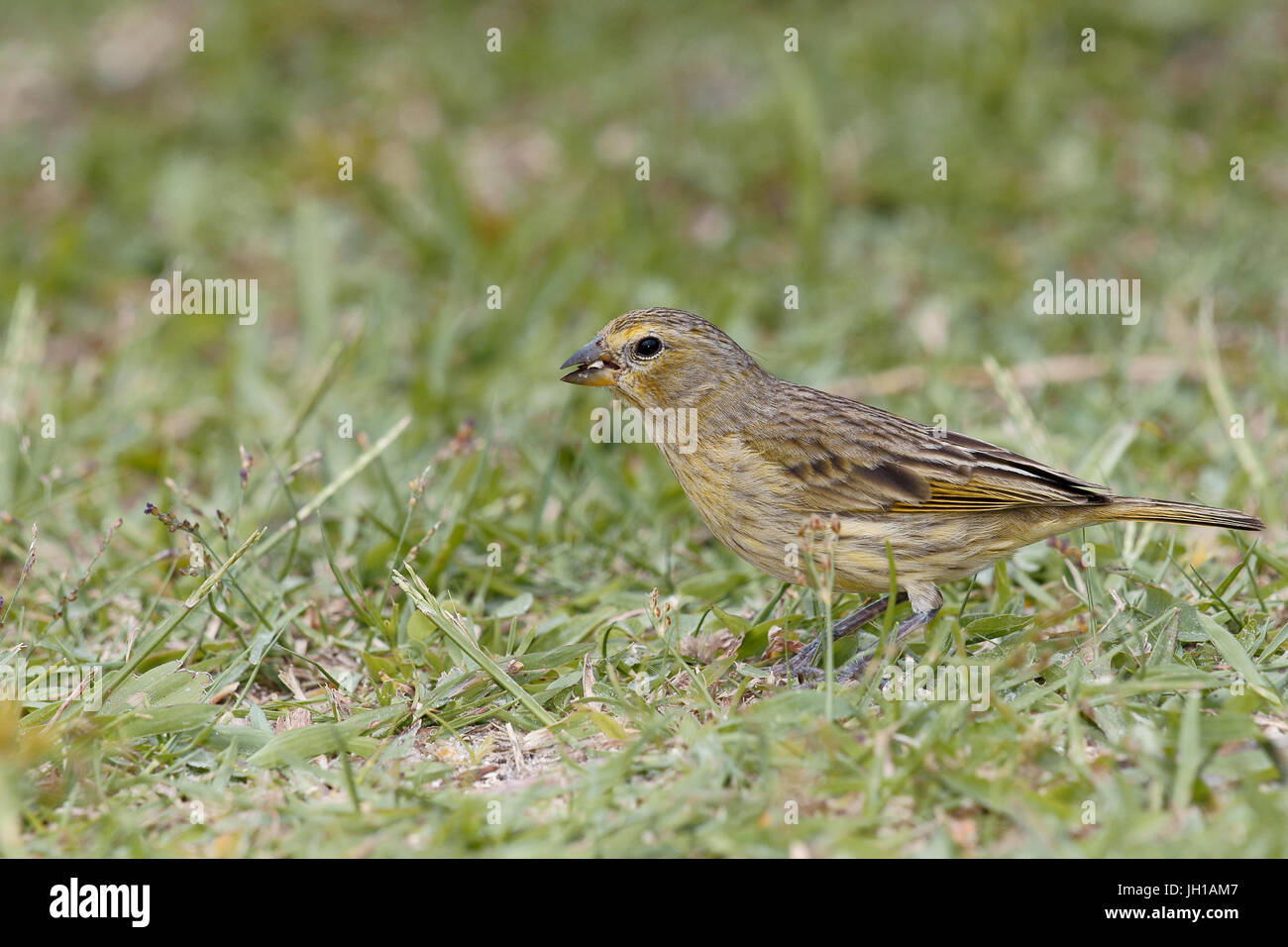 Vogel, Canario-da-Terra, Ilha Do Mel, Encantadas, Paraná, Brasilien Stockfoto