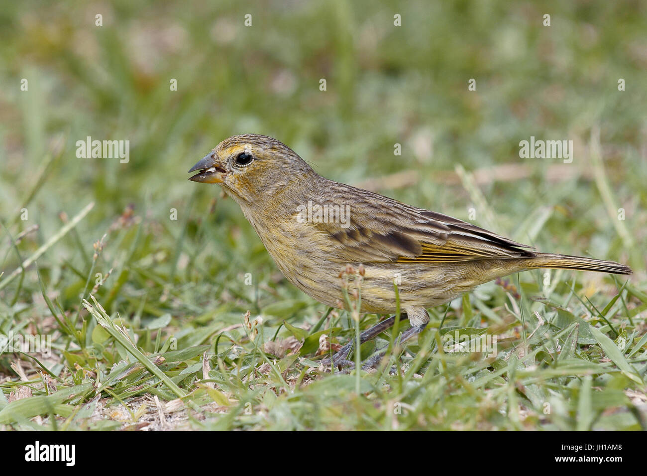 Vogel, Canario-da-Terra, Ilha Do Mel, Encantadas, Paraná, Brasilien Stockfoto