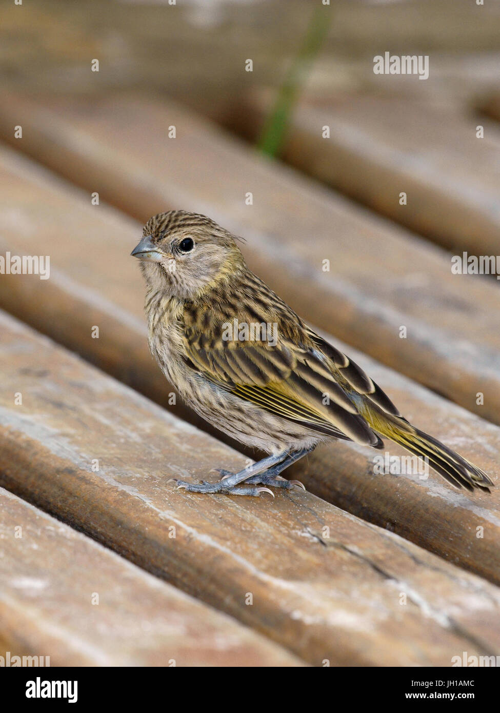 Vogel, Canario-da-Terra, Ilha Do Mel, Encantadas, Paraná, Brasilien Stockfoto