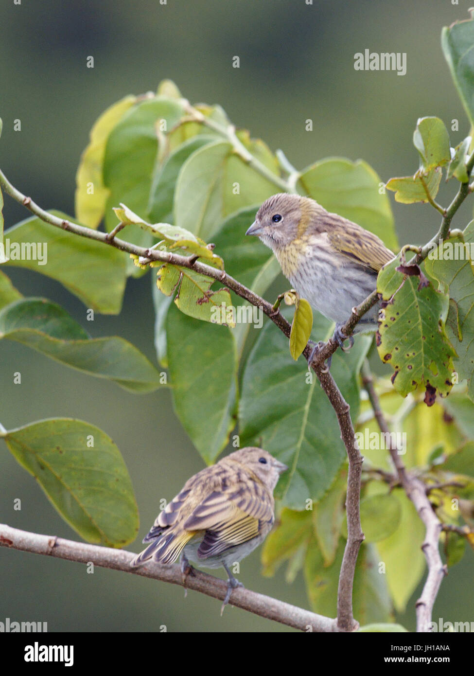 Vogel, Canario-da-Terra, Ilha Do Mel, Encantadas, Paraná, Brasilien Stockfoto