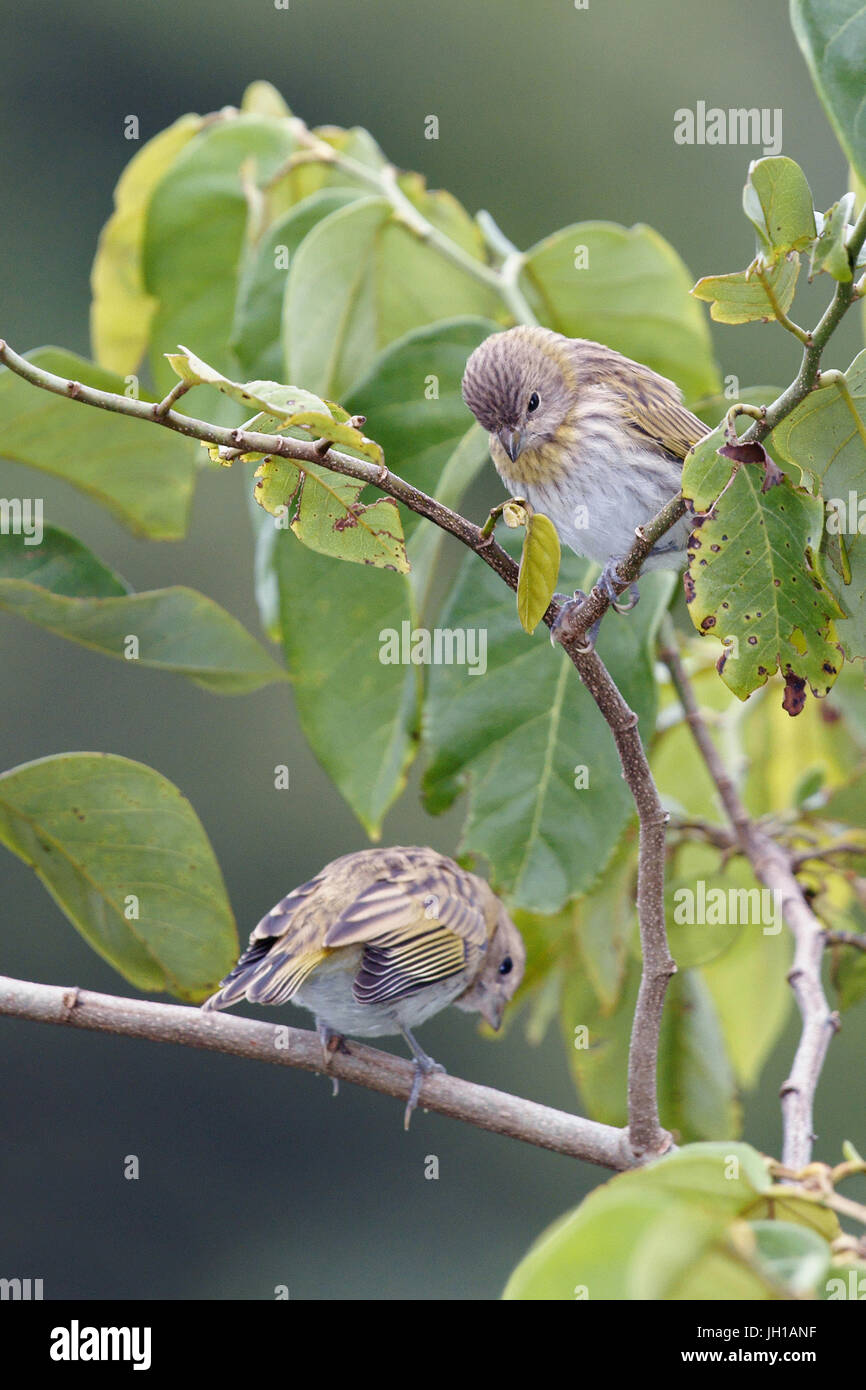 Vogel, Canario-da-Terra, Ilha Do Mel, Encantadas, Paraná, Brasilien Stockfoto