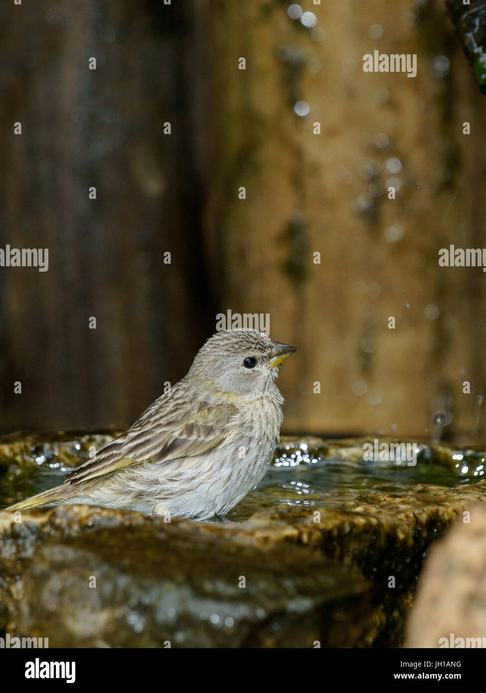 Vogel, Canario-da-Terra, Ilha Do Mel, Encantadas, Paraná, Brasilien Stockfoto