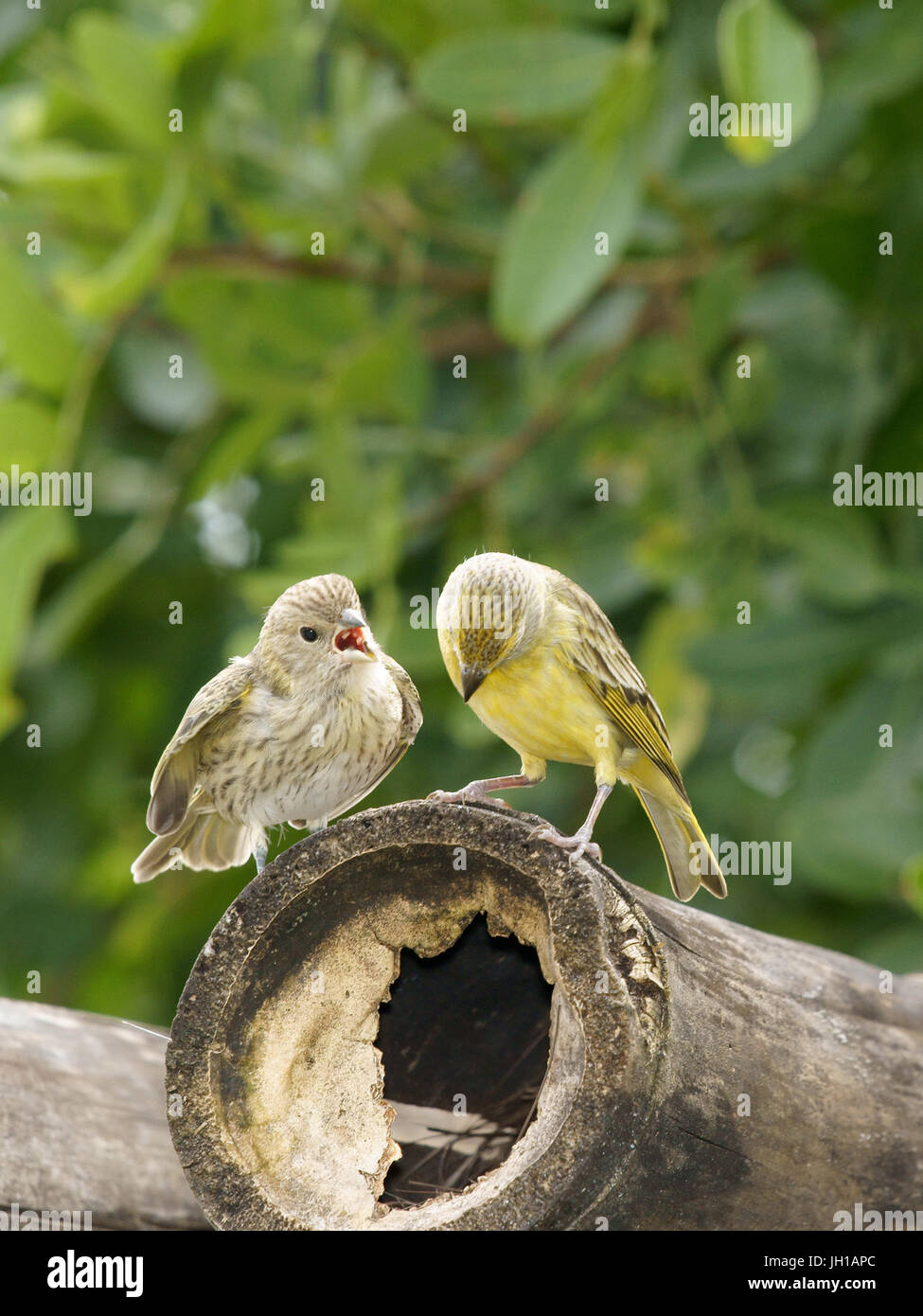 Vogel, Canario-da-Terra, Ilha Do Mel, Encantadas, Paraná, Brasilien Stockfoto