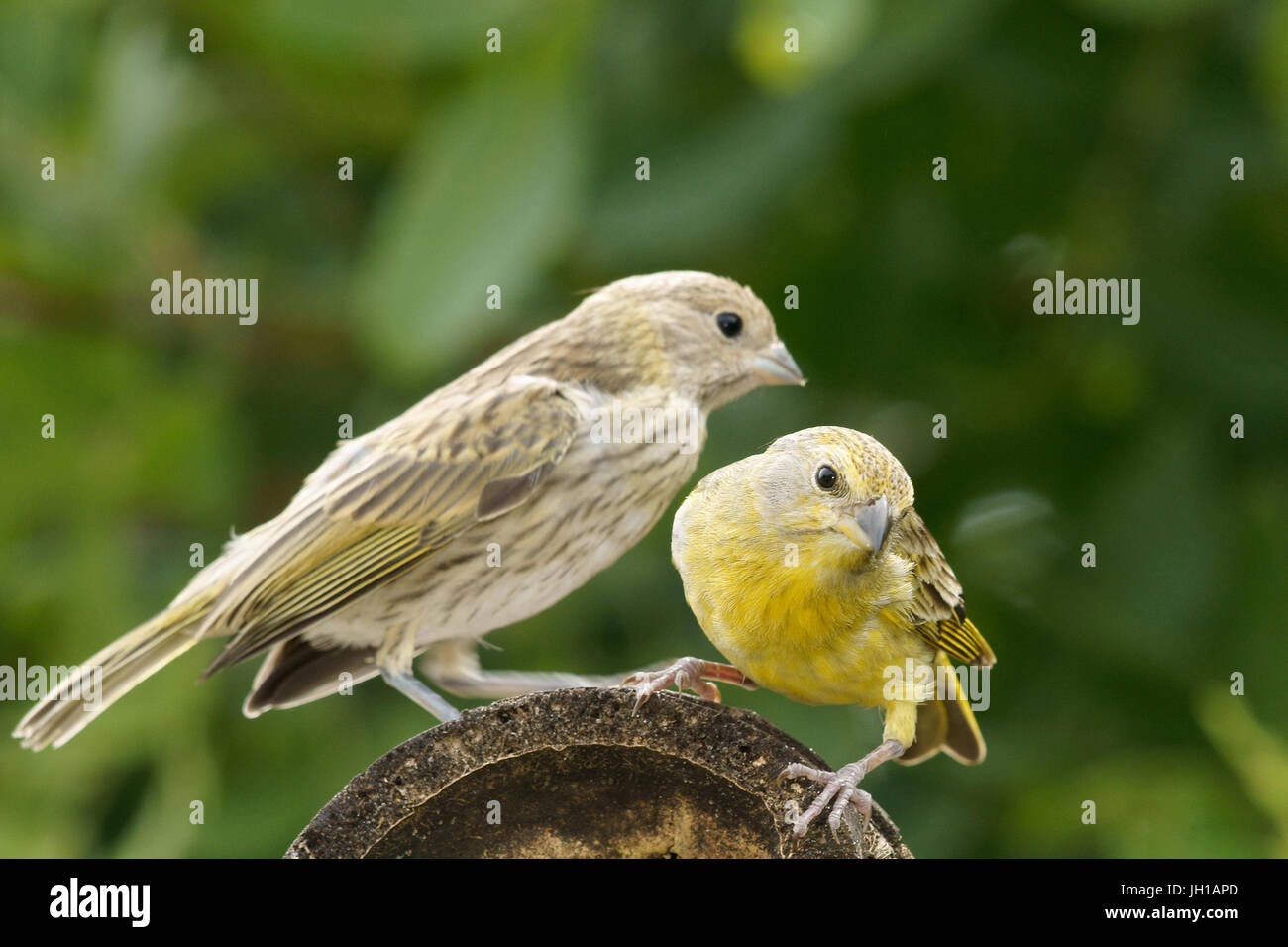 Vogel, Canario-da-Terra, Ilha Do Mel, Encantadas, Paraná, Brasilien Stockfoto