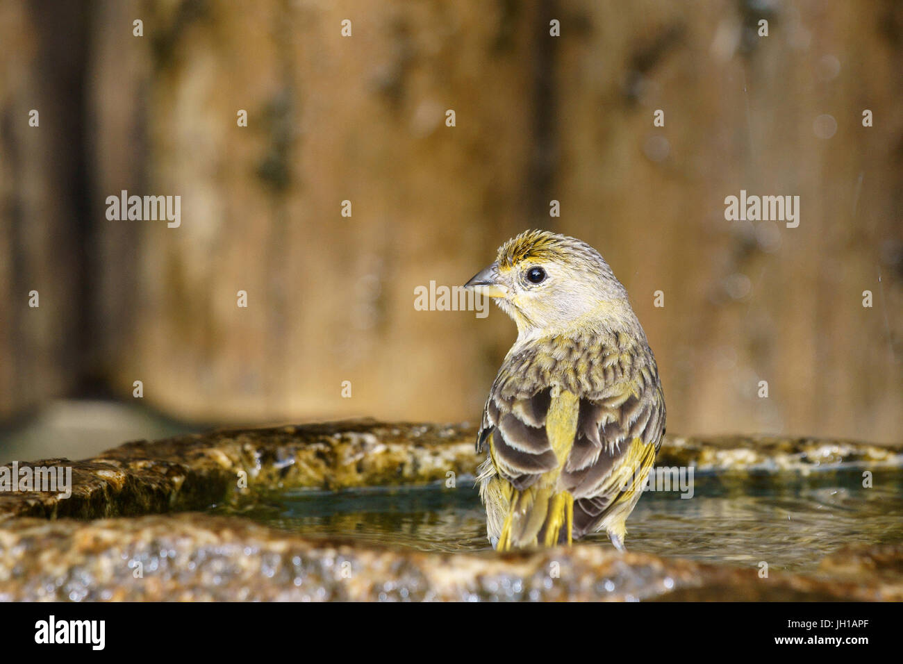 Vogel, Canario-da-Terra, Ilha Do Mel, Encantadas, Paraná, Brasilien Stockfoto