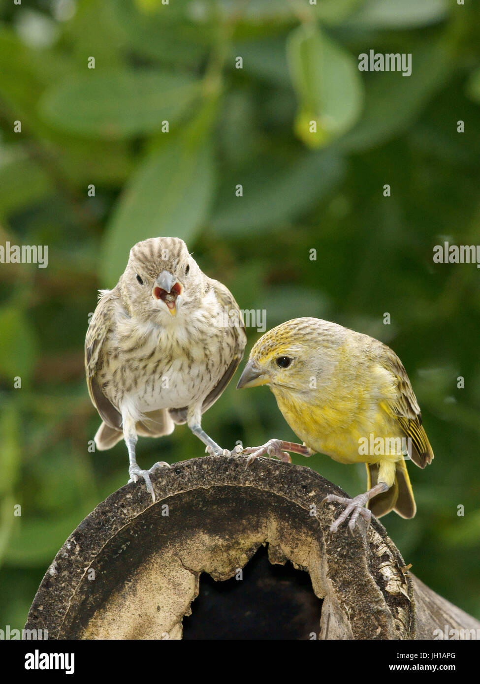 Vogel, Canario-da-Terra, Ilha Do Mel, Encantadas, Paraná, Brasilien Stockfoto